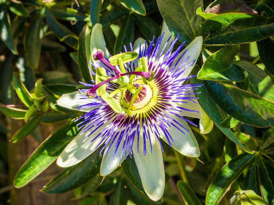 passion flower