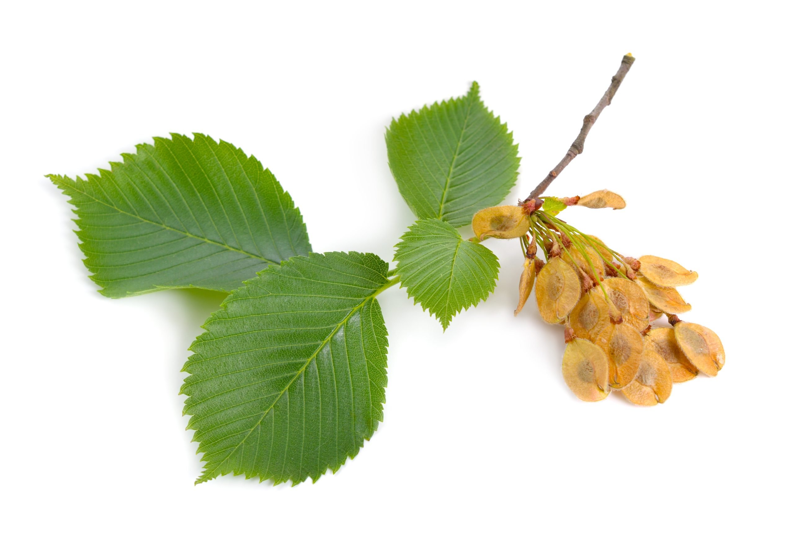 Slippery Elm