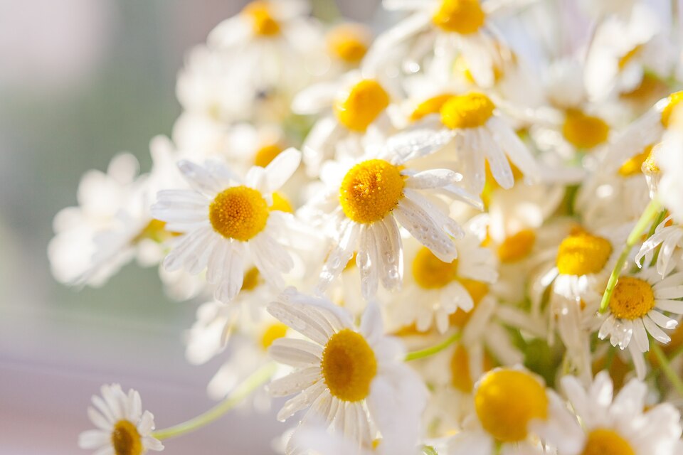 camomile